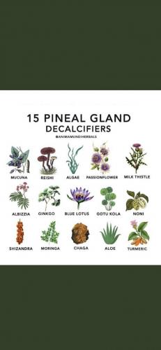 PINEAL GLAND