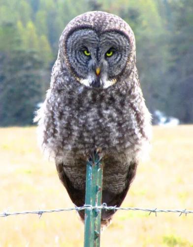 Owl on a fence post.