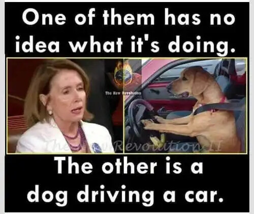 one-of-them-has-no-idea-what-theyre-doing-other-is-dog-driving-car-nancy-pelosi.jpg