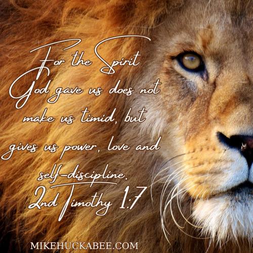 Lion 08