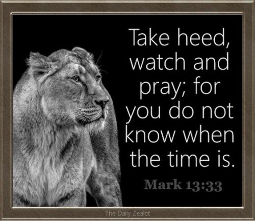 Lion 12