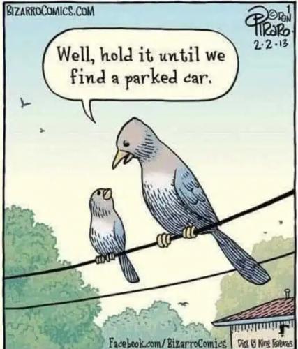 pigeon-parent-hold-it-until-we-find-a-parked-car.jpg