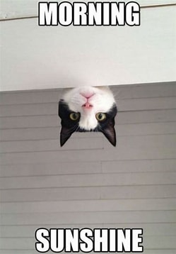 kitty morning