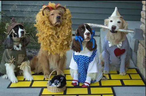 dogs-wizard-of-oz-lion-scarecrow-dorothy-tinman.jpg