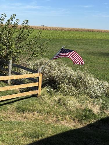 Flag - Corn field