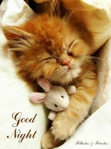 9101741d2105f452ebcf4b34df203128--cat-s-kitty-cats