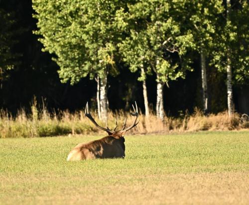 Idaho Ekl rut end. Time to rest. C.Rutherford photo