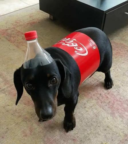 halloween-dachshund-dog-coke-bottle-costume.jpg
