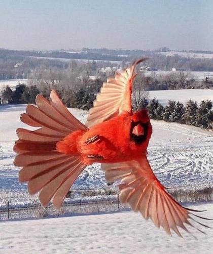 Cardinal.