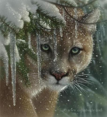 Snow Cougar 1