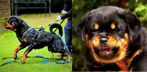 Rottweiler Police Dog ~Like Father Like Son~