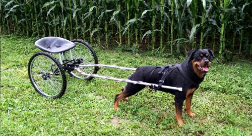 Beast of Burden Cover