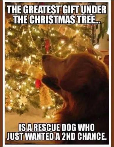 message-greatest-gift-under-christmas-tree-rescue-dog-wanted-2nd-chance.jpg