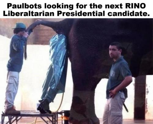 Paulbots looking for the next RINO.1024px