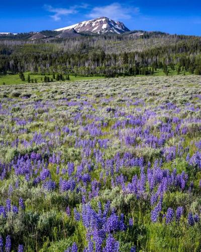 Montana Meadow Purple Beauty