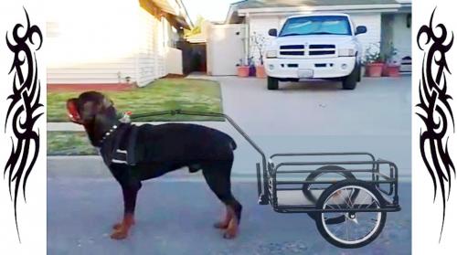 Rocky's Dog Sulky Movie Magic Matterial ~Trailer Design~