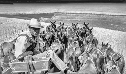 Steve Renfro photo of the early Palouse harvest.