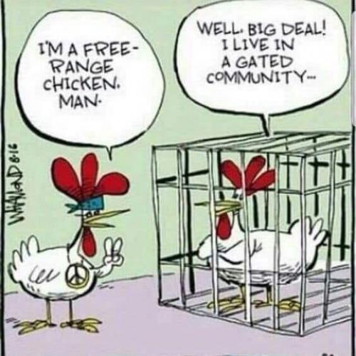 Funny - Chicken - Free Rnge