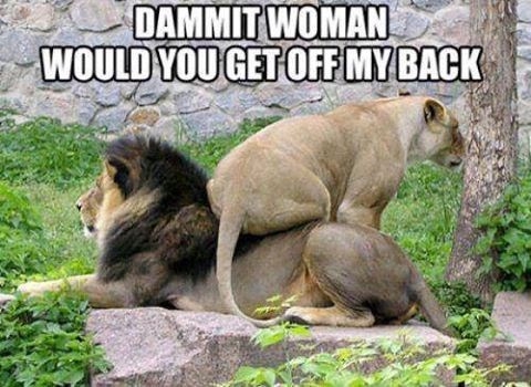 funny-meme-of-a-lioness-on-the-back-of-a-lion