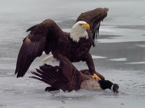 Joke - Eagle vs. canada goose - winter olympic 2026