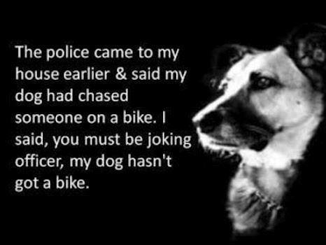 Funny - Dog on a bike