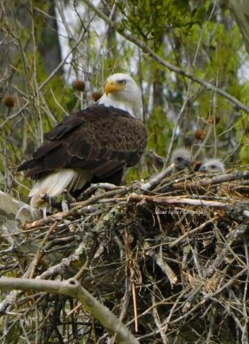 Bald eagle with two babies NE TN April 2025 Phtotgrapher Shane Falin