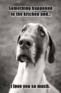 Great Dane - Something happened in the kitchen