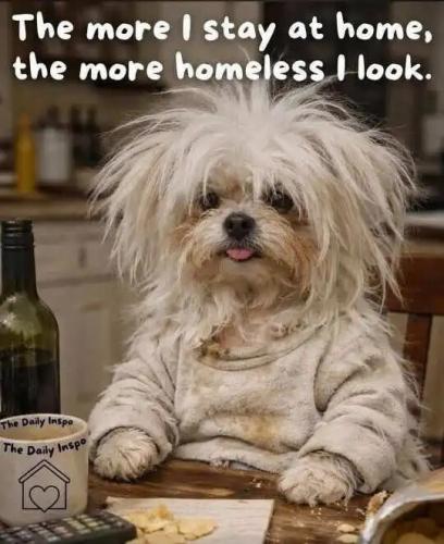 dog-more-stay-home-more-homeless-look.jpg