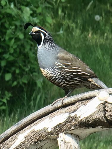 M.Cummings May 20123 Standing Guard on the Palouse