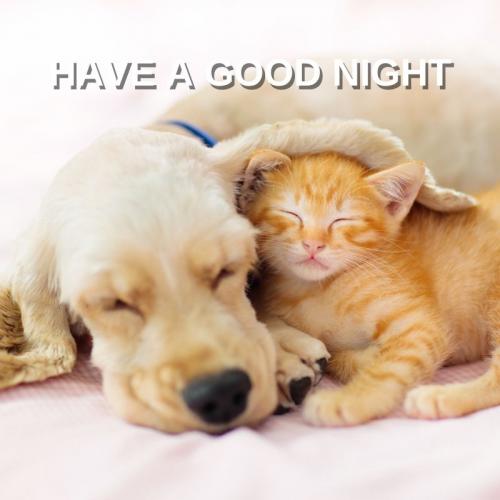 Good Night 80 - Dog and cat
