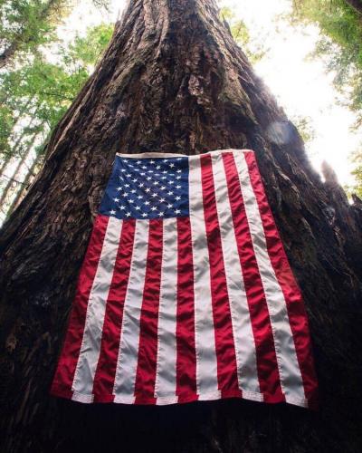 Flag - On redwood tree