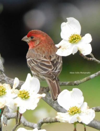 Male House Finch in a Dogwood tree NE TN April 2025 Phtotgrapher Shane Falin