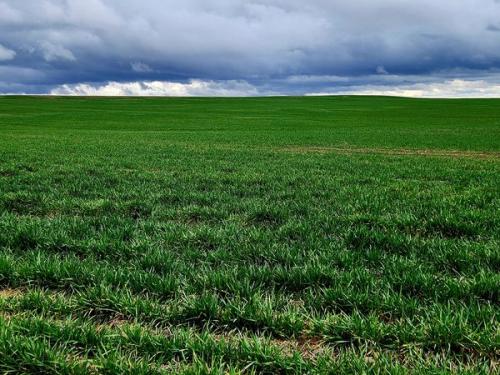 Wheat comimg thru. Rain is good