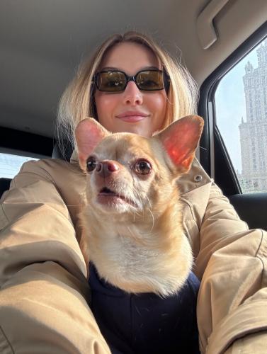 chihuahua