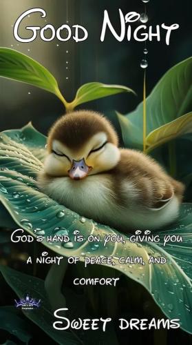 Good Night 94