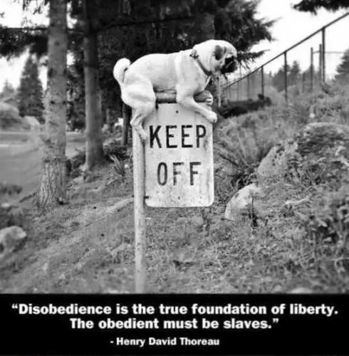 quote-thoreau-disobedience-foundation-liberty-not-slaves-dog-sign.jpg