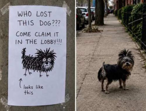 lost-dog-poster-looks-like