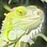 Shelty
