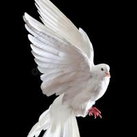 Phoenixbirdwingsfly
