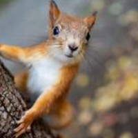 Squirrel65