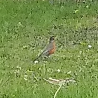 BirdMomma