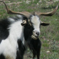 Rahagar