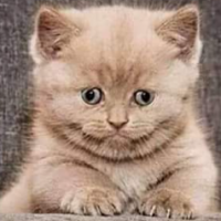 Catldy