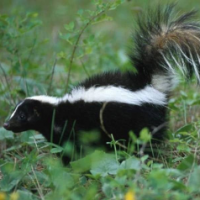 Kev
