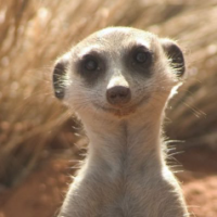 Meerkat59