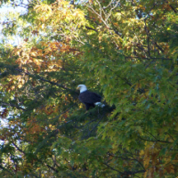 EagleSpirit