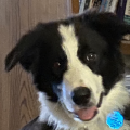 Chotze