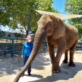 Ellenphant