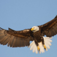 The_Eagles_Loft