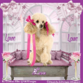 PoodleLady